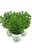 3er Set Marokkanische Minze,Mentha Spicata v. Crispa,frische Minze