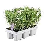 Plants by Frank - Rosmarin Pflanzen 6er-Set Rosmarin Mehrjährig Winterharte Rosmarin Duftende Hecke Direkt vom Gärtner geliefert, 12 cm