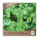 Samenliebe BIO Brunnenkresse Samen alte Sorte Echte Brunnenkresse Wasserkresse Wildkräuter grün 1500 Samen samenfestes Kräuter Saatgut für Küche indoor und Balkon Garten BIO Kräutersamen winterhart