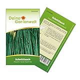 Schnittlauch Polyvert Samen - Allium schoenoprasum - Schnittlauchsamen - Kräutersamen - Saatgut für 300 Pflanzen