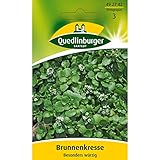 Brunnenkresse