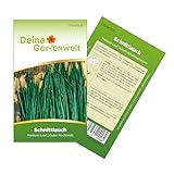 Schnittlauch Medium Leaf Samen - Allium schoenoprasum - Schnittlauchsamen - Kräutersamen - Saatgut für 300 Pflanzen